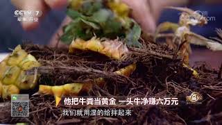 养牛数千头,却不舍得卖;他把牛粪当黄金,一头净赚六万元 | 《致富经》 20180607