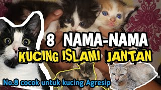 8 nama-nama kucing islam berjenis kelamin jantan 8 nama-nama kucing islam berjenis kelamin jantan