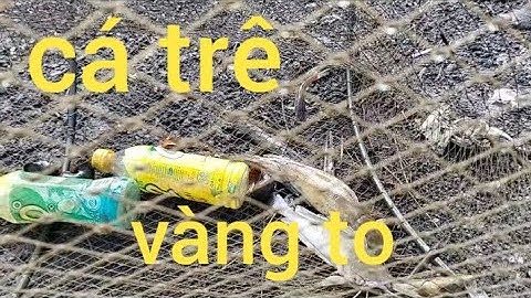 Đặt lợp dính, cá trê , cá lóc, ếch , cá rô đồng nhiều quá 