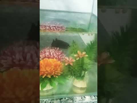 Video 11 tháng 11, 2022 - youtube