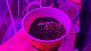 chad westport hyp3brids connoisseur genetics grow and smoke reviews. indoor early 2026