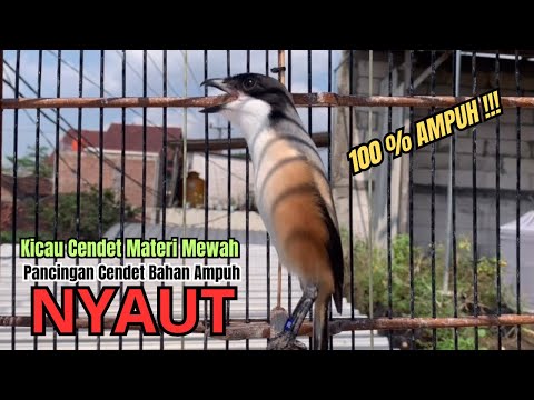 SUARA CENDET GACOR ❗️ MASTERAN CENDET GACOR FULL ISIAN 100% AMPUH UNTUK PANCINGAN PENTET