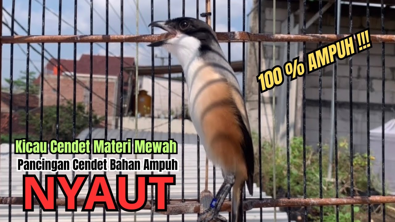 burung cendet gacor NARUNG BONGKAR EMOSI,, PANCINGAN CENDET AGAR BUNYI jadikan BURUNG PENTET GACOR