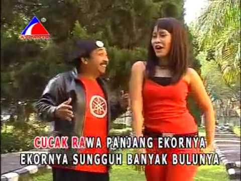 Cucak Rowo Versi Askar