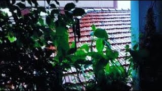 O Mármore ,As plantas e a Chuva!!!📹🎥📷😃