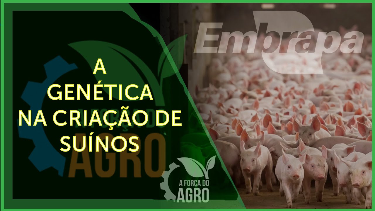 A participação da Embrapa no desenvolvimento da suinocultura