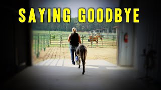 Saying Goodbye  Horse Shelter Heroes S4E31