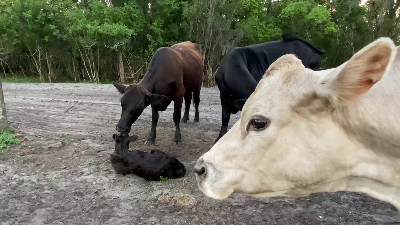 Happy Cow and Friends rare family gathering caught on video🔥👍
