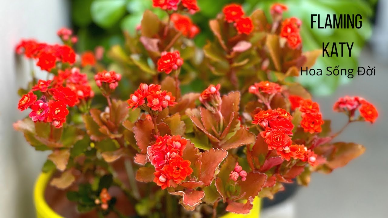 Blooming kalanchoe succulent | FLAMING KATY | alinahome