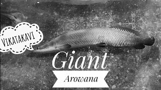 Giant Arowana Fish Vikatakavi Aquarium