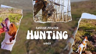 English Pointer Quail Hunting | Quails #pointers #skill #retriever #wildlife #quail #hunting