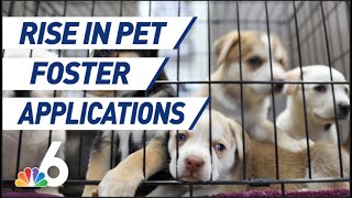 Pet Adoption and Fostering Skyrockets Amidst Pandemic
