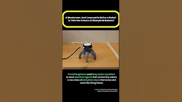 Want to See the Future of Robotics? Watch This Amazing Mushroom Robot