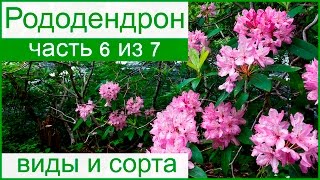 Виды Рододендронов Фото С Названиями