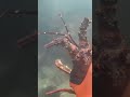 BIG CATCH | Sponge Bay | Rua Tuahine. #crayfish #divingsafety #diving #divingadventures #familyfun