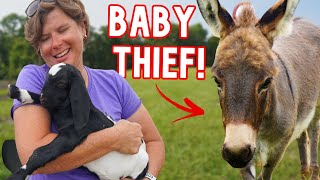 Is Our Donkey Stealing This Baby Goat From It's Momma?