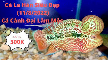 Cá La Hán Siêu Đẹp (11/8/2022)|Cá Cảnh Đại Lâm Mộc
