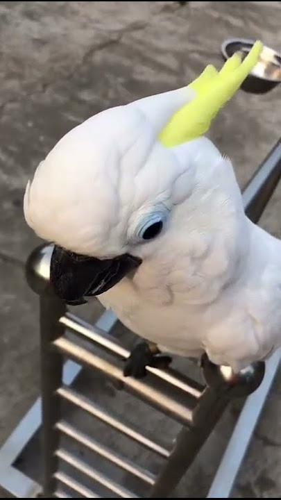 Burung Kaka Tua Jambul kuning Pinter ketawa
