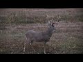 Best Deer Hunting Video EVER!!! 2020 Whitetail Bowhunt