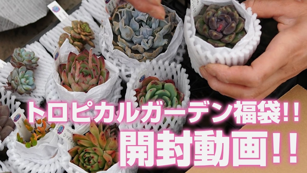 Succulents] Tropical Garden Lucky Bag!! Unboxing Video