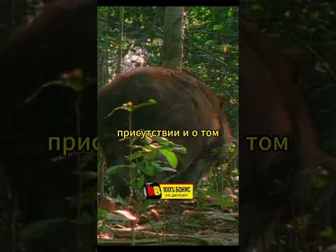 Носорог привлекает внимание и балдеет #животные #звери #природа
