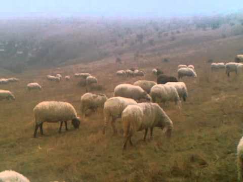 Видео: И овцете се хранят