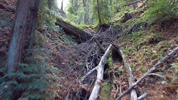 Flying Skydio 2 Drone in Trees - Does it Crash?