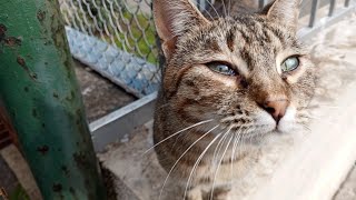 A beautiful stray cat with hypnotizing eyes and supermodel walk