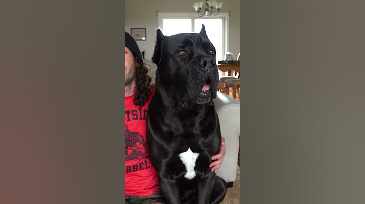 Why You CAN'T Own a Cane Corso Pt. 1 #shorts #viral #pets
