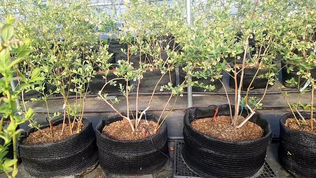 베리베리팜 럭셔리하우스