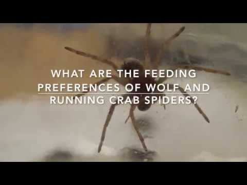Spider feeding preferences JSEP 2017