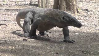 Cold Blooded Cousins - Record Breaking Reptiles of Indonesia (part 2)