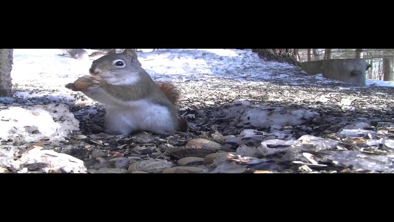 Red Squirrels Vs. Grey Squirrels