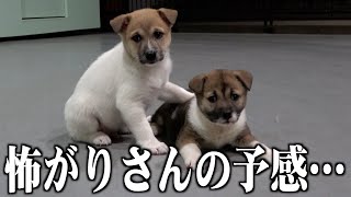 【元保護犬】はじめて広い場所へ…元野犬のポテンシャルが見えてしまいました