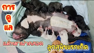 การดูแลแม่หมาผ่าคลอดและลูกสุนัขแรกเกิด ​| EP.317