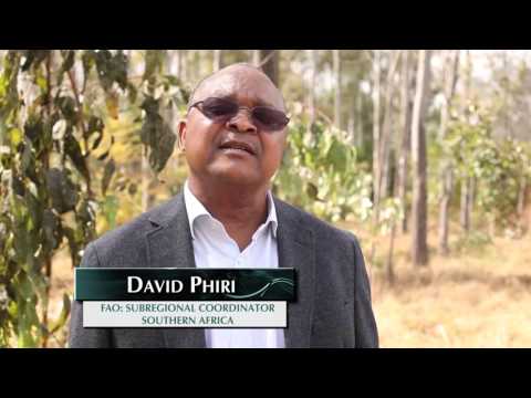 Video: Există arbori de gumă în Africa?
