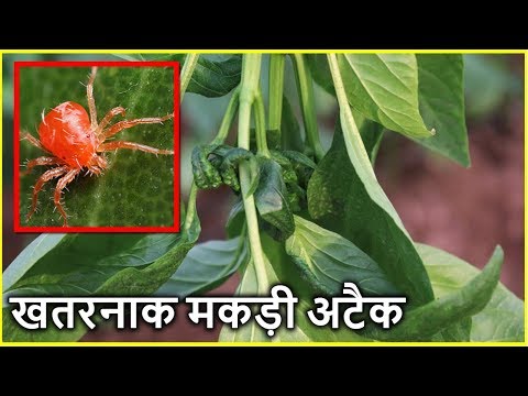 माइट रोग का कहर | Mites Attack and Control all Information in Hindi | Indian Farmer