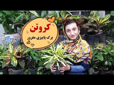 تصویری: کاشت گل داوودی در پاییز: توصیه های حرفه ای