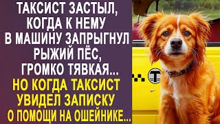 Таксист застыл, когда к нему в такси прыгнул рыжий пёс. Но когда таксист увидел записку на ошейнике.