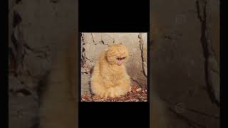 agar ek nembu 5 rupee ka ataa hai #funny #cat #comedy #fun #shorts