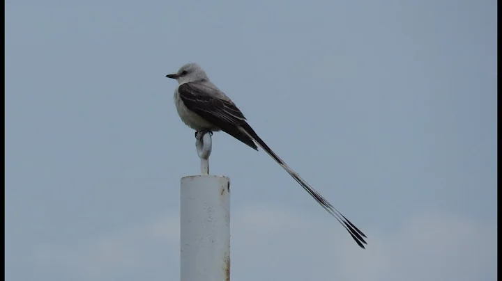 Tìm hiểu chim Scissor-tailed Flycatcher và cuộc đuổi bắt nó