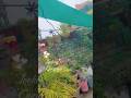 mini garden,#viral #styly