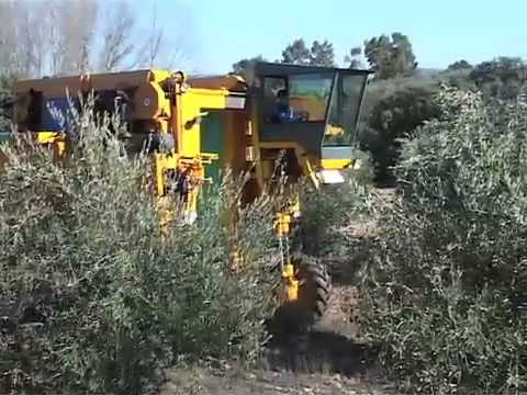 Video: Vogels Gestofzuigd Tijdens De Olijfoogst