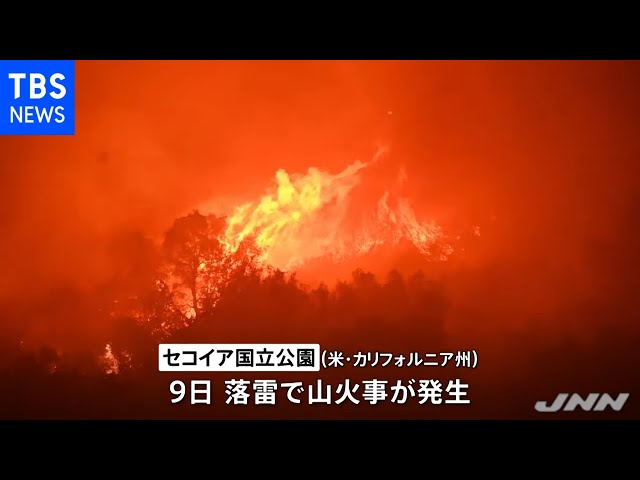米の国立公園で山火事拡大「世界一の巨木」焼失危機に - YouTube