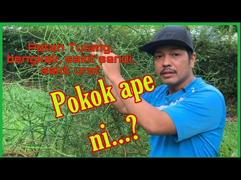 Patah, sakit sendi,bisul, luka ada ubatnya Khasiat Pokok Tetulang atau Pokok Tulang-tulang