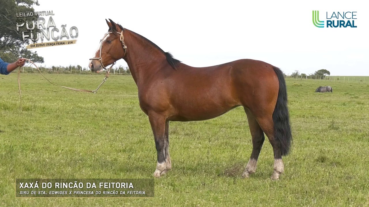 Leilão Virtual Pura Função 