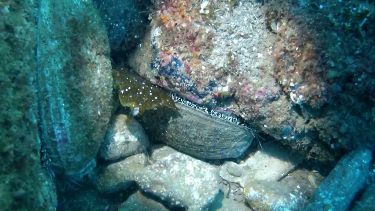 Scuba Diving, Abalone Eating Kelp. Catalina Island YouTube