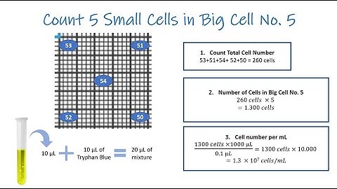 How to Count Cells Using Haemocytometer_Extremely High Cell Concentration Method