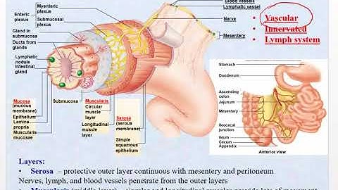 Chapter 24 Part 1   Digestion