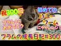 【初めてのハニーワームに挑戦するプラム姫💕】Bushbaby Plum's Growth Diary ショウガラゴ プラムの成長日記 300